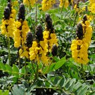 Yellow and Black Buttered Popcorn Plant Cassia didymobotrya - 8 Seeds