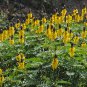 Yellow and Black Buttered Popcorn Plant Cassia didymobotrya - 8 Seeds