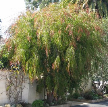 Weeping Fragrant Peppermint Tree Agonis flexuosa - 40 Seeds