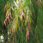 Weeping Fragrant Peppermint Tree Agonis flexuosa - 40 Seeds
