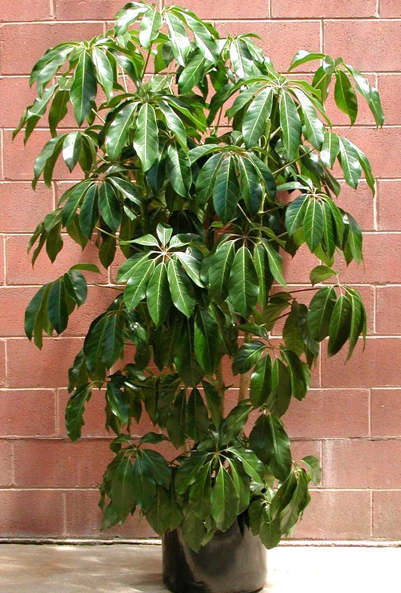 26+ Fiddle Leaf Fig Large Tree - CorinneWiktoria