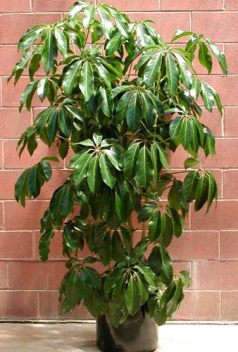 House Plant Showy Giant Umbrella Tree Schefflera actinophylla - 30 Seeds