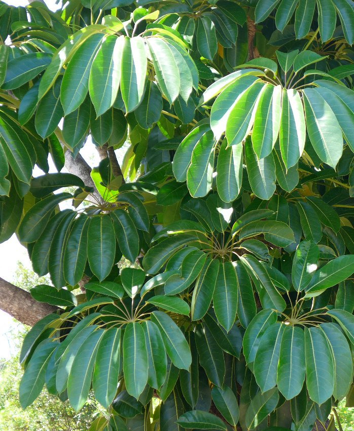 House Plant Showy Giant Umbrella Tree Schefflera actinophylla - 30 Seeds