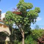 House Plant Showy Giant Umbrella Tree Schefflera actinophylla - 30 Seeds