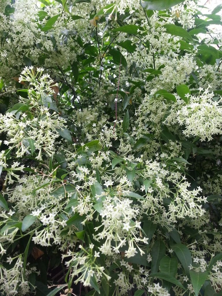 Fragrant NightBlooming Jasmine Cestrum nocturnum 15 Seeds