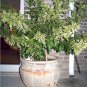 Night-Blooming Jasmine Fragrant Cestrum nocturnum - 15 Seeds