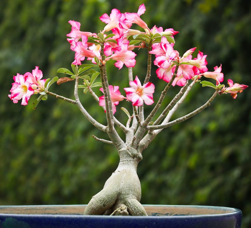 Nature & Découverte - Bonjour, La Rose du désert (Adenium obesum