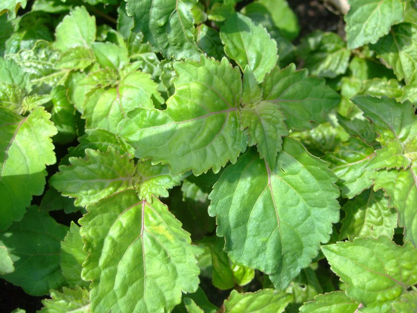 Aroma Herb Rare True Patchouli Organic Pogostemon Cablin 30 Seeds