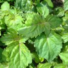 Aroma Herb Rare True Patchouli Organic Pogostemon Cablin - 30 Seeds