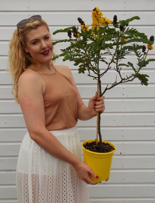 Rare Buttered Popcorn Plant Senna didymobotrya 8 Seeds