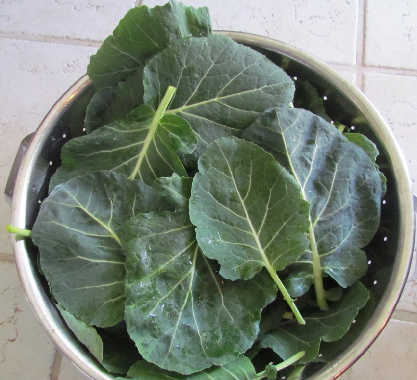 Vates Collard Brassica oleracea var. viridis - 200 Seeds