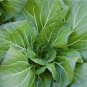Vates Collard Brassica oleracea var. viridis - 200 Seeds