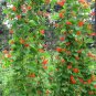 Showy Scarlet Runner Vine Bean Phaseolus Coccineus - 25 Seeds