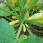 Organic Heirloom Yellow Straightneck Summer Squash Cucurbita pepo - 40 Seeds