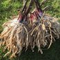 Rare and Ancient Heirloom Skirret Sugar Root Skyrwates Sium sisarum - 30 Seeds