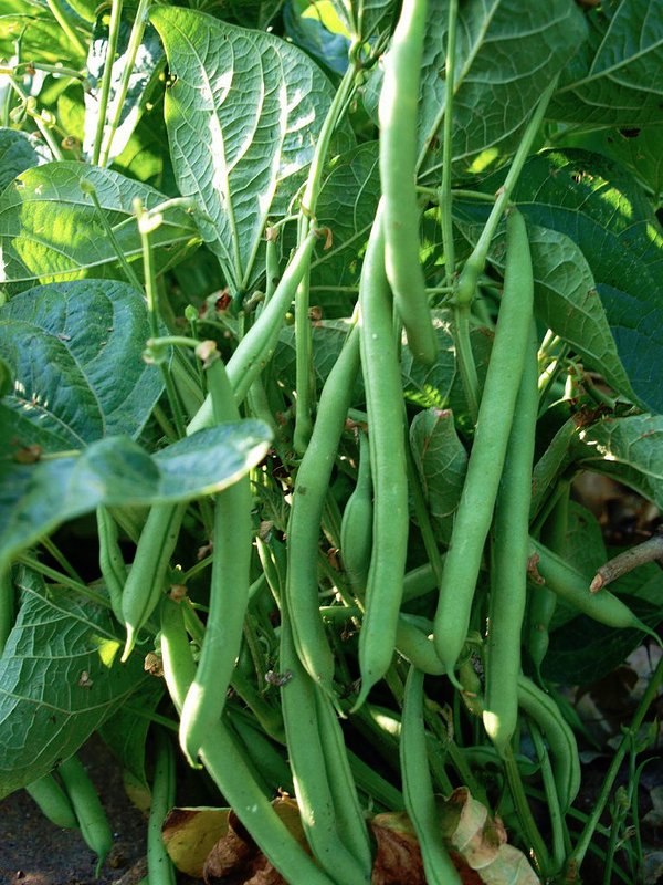 Heirloom Landreths Stringless Green Beans Phaseolus vulgaris - 80 Seeds