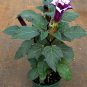 Goth Garden Double Triple Purple Datura Metel - 10 Seeds