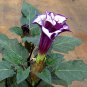 Goth Garden Double Triple Purple Datura Metel - 10 Seeds
