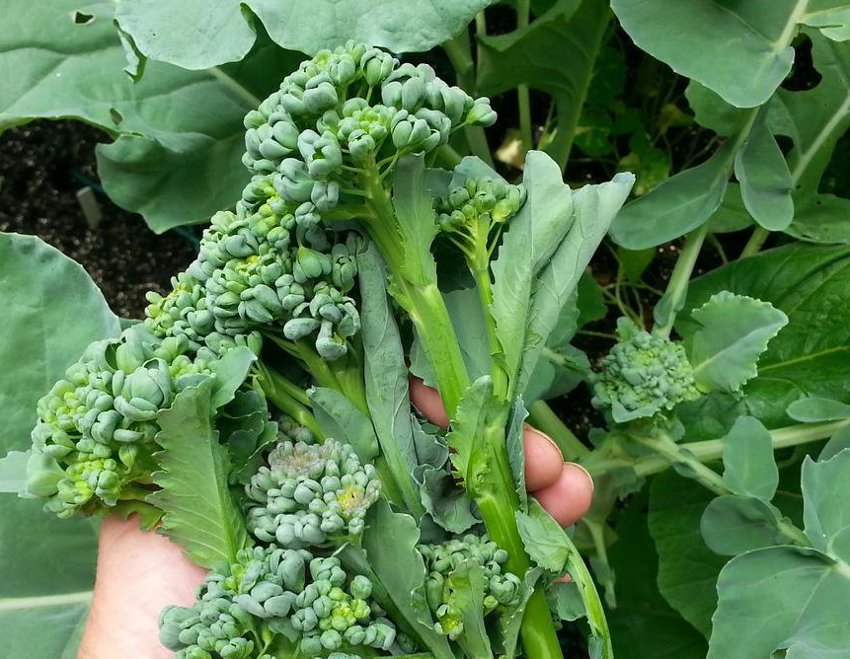 Brazilian Piracicaba Broccoli Brassica oleracea - 50 Seeds