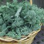 Brazilian Piracicaba Broccoli Brassica oleracea - 50 Seeds