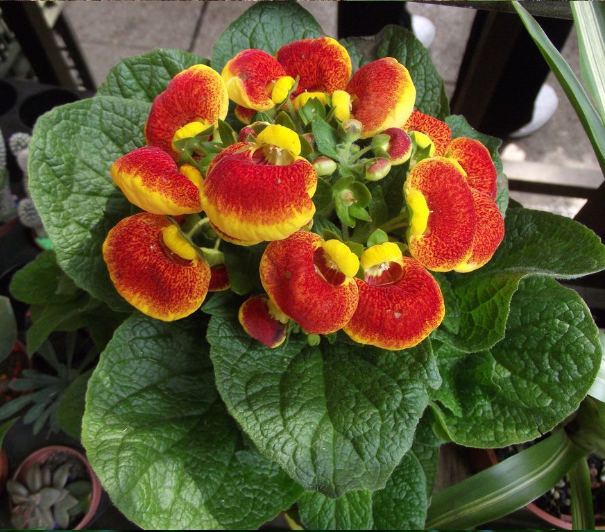 Pocketbook Flower Calceolaria herbeohybrida 30 Seeds