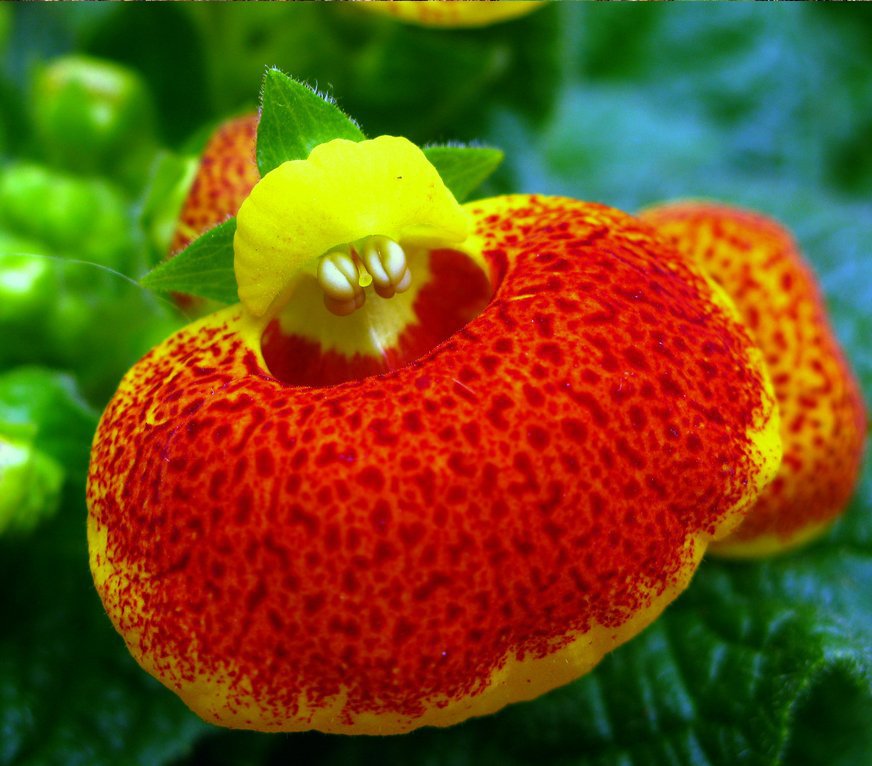 Pocketbook Flower Calceolaria herbeohybrida - 30 Seeds