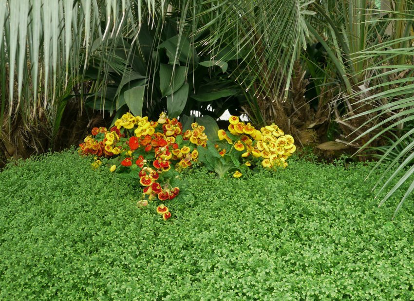 Pocketbook Flower Calceolaria herbeohybrida 30 Seeds