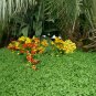 Pocketbook Flower Calceolaria herbeohybrida - 50 Seeds