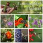 Hummingbird Garden Flower Seed Collection - 6 Varieties