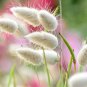 Ornamental Bunny Tails Grass Lagurus ovatus - 40 Seeds