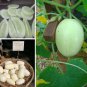 Rare Heirloom Unusual Dragon's Egg Cucumber Cucumis Sativis - 10 Seeds