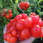 Tomato Bizarre Rare Heirloom Reisetomate Lycopersicon lycopersicum - 15 Seeds