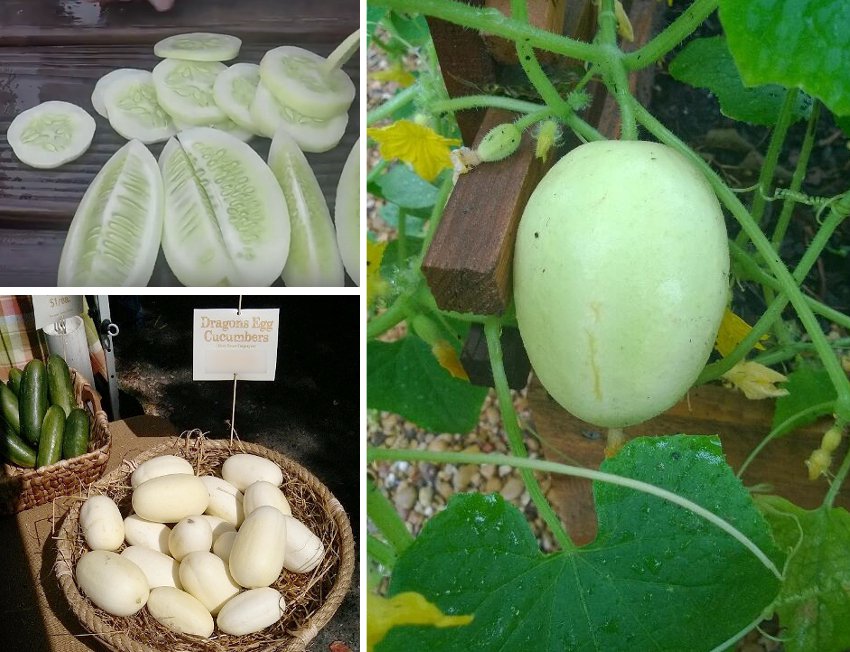 Rare Heirloom Unique Dragon’s Egg Cucumber Cucumis Sativis - 10 Seeds