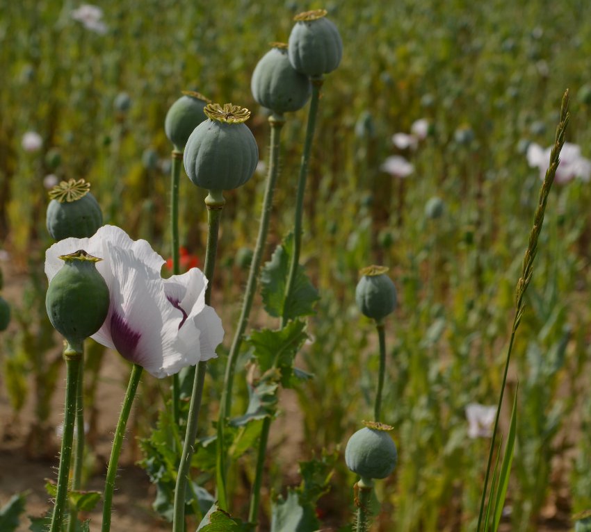 Giant Pod Poppy Papaver Somniferum Giganteum - 100 Seeds