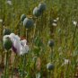 Giant Pod Poppy Papaver Somniferum Giganteum - 100 Seeds