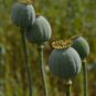 Giant Pod Poppy Papaver Somniferum Giganteum - 100 Seeds