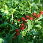 Unique Strawberry Goosefoot Chenopodium capitatum - 80 Seeds