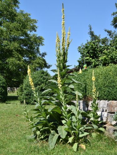 Heirloom Wild Kings Candle Great Mullein Verbascum thapsus - 100 Seeds