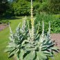Heirloom Wild Kings Candle Great Mullein Verbascum thapsus - 100 Seeds
