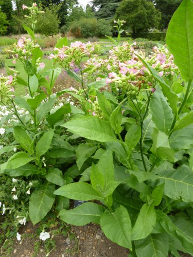 Organic Kentucky Burley 'KY14' Nicotiana Tabacum - 200 Seeds