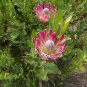 South African Bot River Protea Protea Compacta - 5 Seeds