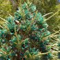 Rare Hardy Chilean Sapphire Tower Puya alpestris - 30 Seeds