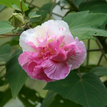 Hardy Dixie Rosemallow Pink Cotton Rose Hibiscus Abelmoschus Mutabilis 15 Seeds