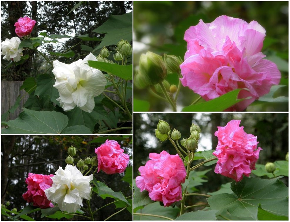 Hardy Dixie Rosemallow Pink Cotton Rose Hibiscus Abelmoschus mutabilis