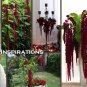 Goth Garden Weeping 'Love Lies Bleeding' Amaranthus caudatus - 150 Seeds