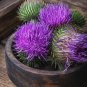 Organic Herb Purple Milk Thistle Silybum marianum - 100 Seeds