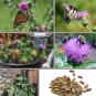 Organic Purple Milk Thistle Silybum marianum - 100 Seeds