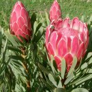 South African Queen Protea Sugarbush Protea magnifica - 5 Seeds