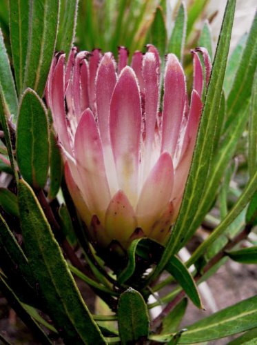 South African Burchell's Sugarbush Protea burchellii - 5 Seeds