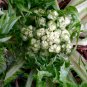 Unusual Italian Heirloom Aspargus Chicory Puntarelle  Cichorium intybus var. foliosum - 100 Seeds